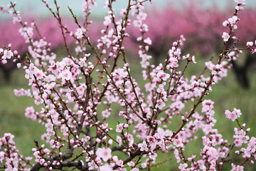 Pink peach flowers begin blooming in the garden. Beautiful flowering branch of peach on blurred garden background. Close-up, spring theme of nature. Selective focus