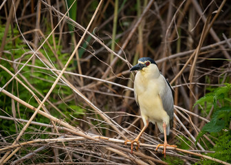 night heron