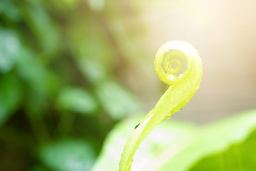 Beautiful circle Bird's nest fern leave close up, Water Drops on Fern, Macro photo. Ferns sprout.