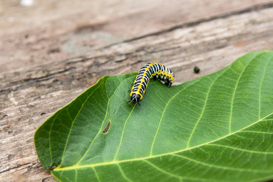 Beautiful black and yellow caterpillar creeps on big green leaf..