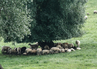 A herd sheep under a tree