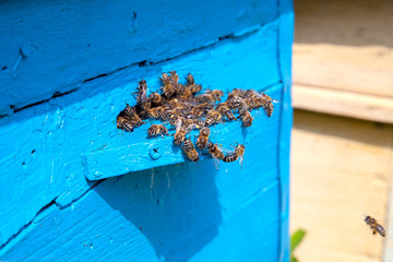 Swarming bees at the entrance of old beehive in apiary..