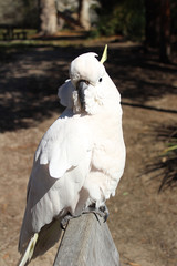 Australian Native Bird Sulphur Crested Cockatoo