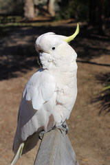 Australian Native Bird Sulphur Crested Cockatoo