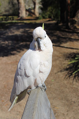 Australian Native Bird Sulphur Crested Cockatoo