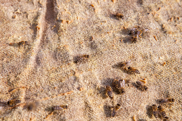 Bees swarming on vintage textile background..