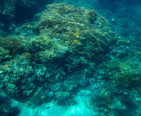 Naklejka na ściany i meble coral fish, coral reef, underwater