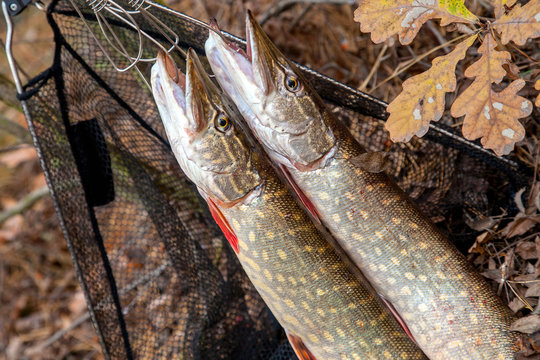 Good Catch. Two Freshwater Pike Fish on Fish Stringer on Natural Stock  Image - Image of grass, lake: 133765173