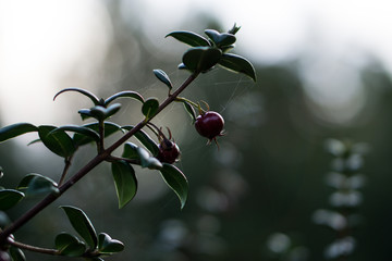 branch with red berries