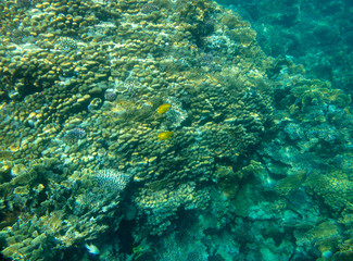 coral fish, coral reef, underwater