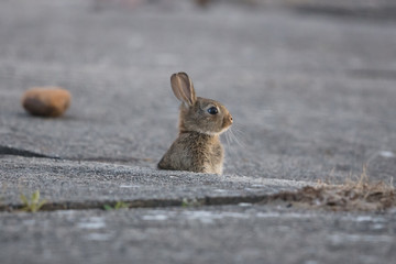 hase
