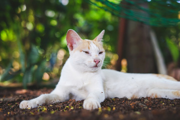 White orange cat lying body on the floor