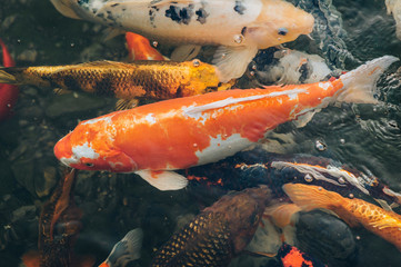 A few colorful Koi carps swim in the pond and wait to be fed. Fight for food close up. Decorative fish for the park area.
