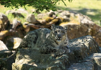 Panthère des neiges en repos sur rocher