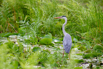 Grey Heron (Ardea cinerea) sitting at a small pond on Praslin, Seychelles in the Indian Ocean.