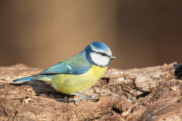 Blue Tit (Cyanistes caeruleus) in the nature protection area Moenchbruch near Frankfurt, Germany.