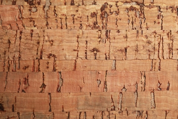 Wooden texture, closeup