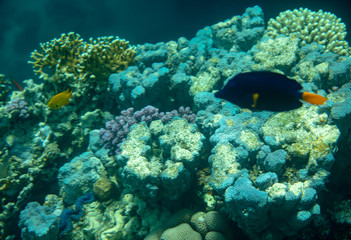 Naklejka na ściany i meble coral fish, coral reef, underwater