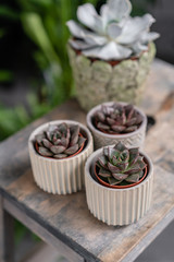 Collection of succulents in stylish ceramic pots on the wooden table. Minimalistic home interior with composition of cactus and succulents . Stylish concept of home garden.