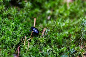 beetle on flower