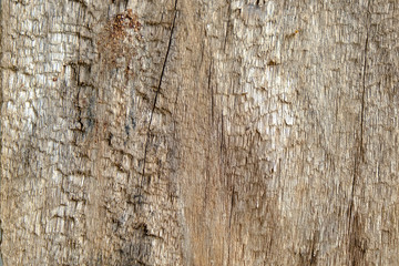 Old wood cracked