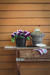 Spring garden works. Repotting violas on an old garden table