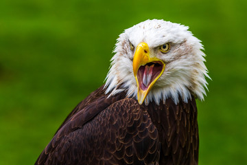 Bald eagle