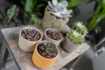 Collection of succulents in stylish ceramic pots on the wooden table. Minimalistic home interior with composition of cactus and succulents . Stylish concept of home garden.