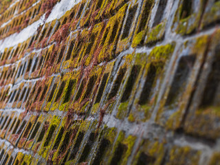 Closeup stone wall textured in shallow depth of field covered with green moss. Abstract background with selective focus.