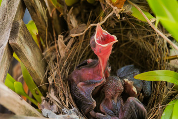 Three birds in a nest on a tree with leaves covered
