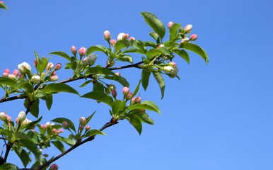 Apple tree blossom. Branch. Spring