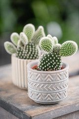 Cactus lover. Collection of cactus in stylish ceramic pots on the wooden table. Minimalistic home interior with composition of cactus and succulents . Stylish concept of home garden.