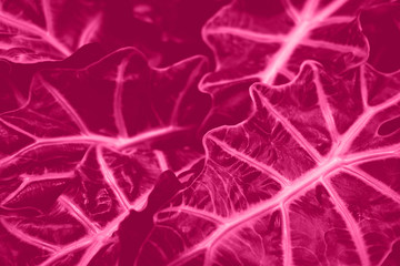 Pink neon leaves. Great background with copy space. Color of the summer 2019