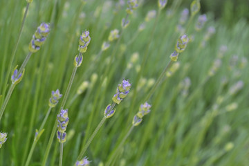 Young lavender flowers in pleasant pastel colors. Natural flower background. View of blue, purple flowers blooming in a garden on a summer day. Closeup.
