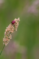 ladybird