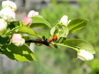 Apple tree blossom. Branch. Spring