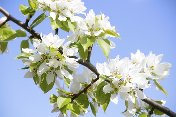 white flowers of apple tree in spring