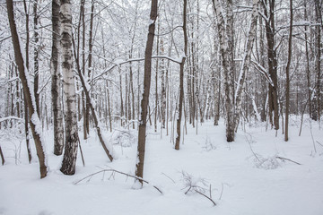 Fototapeta premium Winter in the forest, snow