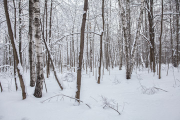 Winter in the forest, snow