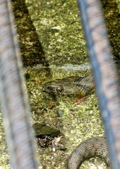 a snake in a concrete trench