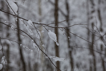Winter in the forest, snow
