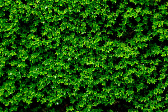 Green moss texture, Nature background © North
