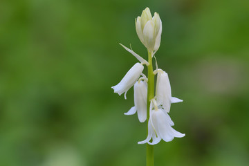 Close up of a white bluebell (hyacinhoides non-scripta) flower in bloom © tom