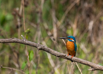 Kingfisher profile right