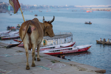 Indien, Varanasi, Kuh am Ganges