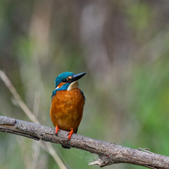 kingfisher profile left