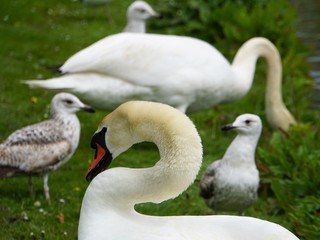 swans and seagulls close up