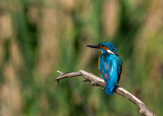 Kingfisher on a branch with green background