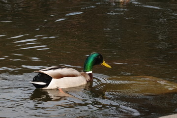 Duck