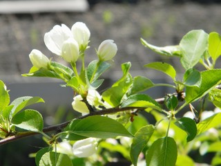 Apple tree blossom. Branch. Spring